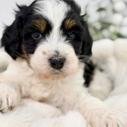 A Christmas Story - Tri-color female Bernedoodle puppy in Hegins, Pennsylvania from Bubbling Springs Doodles, LLC