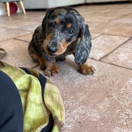 Pinto - Dapple male Dachshund puppy in San Diego, California from Dachshunters