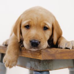 Kismet - Yellow male Labrador Retriever puppy in Allons, Tennessee from UC Labradors LLC