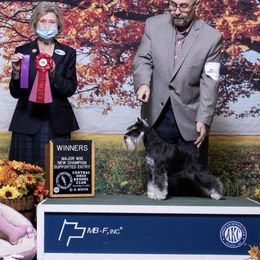 Luna - Miniature Schnauzer