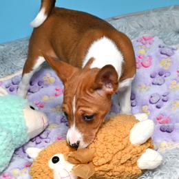 Nala - Red and white female Basenji puppy in Eugene, Oregon from Basenji Puppies