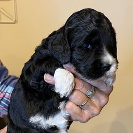 Yellow collar girl - Black and chalk female Australian Labradoodle puppy in Fairfield, California from Twin Sisters Doodles