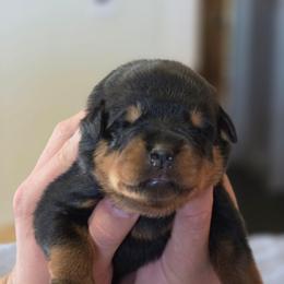 Honeydew - Black and mahogany female Rottweiler puppy in Salt Lake City, Utah from Snubnose Rottweilers LLC