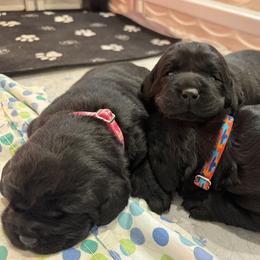 Labrador Retriever puppies from Newara’s Dog House LLC