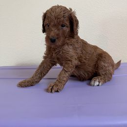 Double Doodle, Goldendoodle, Labradoodle, and Poodle Puppies from Amore Doodles & Poodles