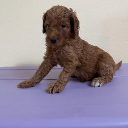Double Doodle, Goldendoodle, Labradoodle, and Poodle Puppies from Amore Doodles & Poodles