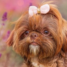 Shih Tzus from Shih Tzu snuggles