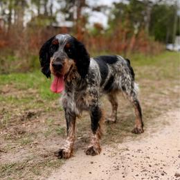 Whiskey - English Springer Spaniel