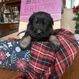 Pía - Bi-color female German Shepherd puppy in Needham, Indiana from K-9 Twenty Nine: Vom Bauernhaus German Shepherds