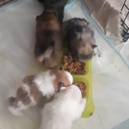 Pomeranian Puppies from Tonia's Pomeranians