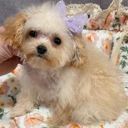 Vanilla Varay - Cream female Maltipoo puppy in San Diego, Temecula, Ontario, California from Yorkie & Maltese Royalty