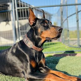 Malka - Doberman Pinscher