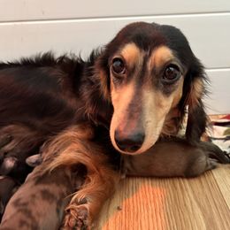 Cookie - Dachshund