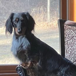 Solstice - Dapple male Dachshund puppy in Milford, Michigan from Proud Lake Dachshunds