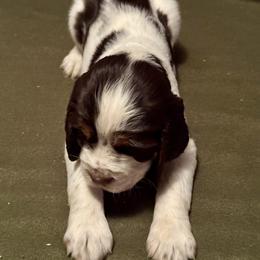 English Springer Spaniel Puppies from Soaring Springers