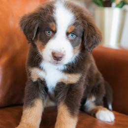 Star - female Australian Mountain Doodle puppy in Lafayette, Missouri from Brick House Farm Doodles