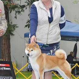 Shiba Inu from Ranchlake Shiba Inu