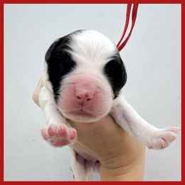 Red - Mahogany and white male Saint Bernard puppy in Ladysmith, Wisconsin from Northwoods Saint Bernards