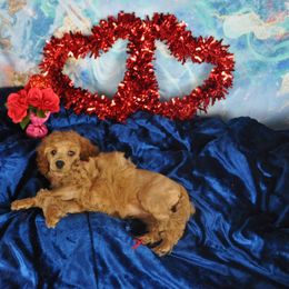 Poodle Puppies from Moyen Majestic Embrace Poodles (MOYEN ME)