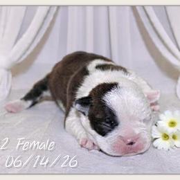 Girl 1 - Black brindle and white female Boston Terrier puppy in North Central, Vermont from Windy Valley’s Bostons
