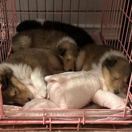 Collie Puppies from Covenant Collies