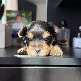 Beau - Black and tan male Yorkshire Terrier puppy in Saint Cloud, Florida from Kei’s Precious Pups