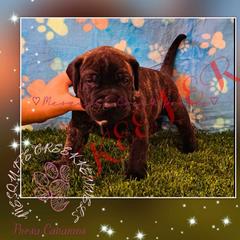 Kratos “Begeta” - Tiger Perro de Presa Canario puppy in El Paso, Texas from Mesquite Creek Kennels