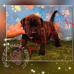 Kratos “Begeta” - Tiger Perro de Presa Canario puppy in El Paso, Texas from Mesquite Creek Kennels
