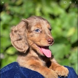 Dachshund Puppies from Crowned Doxies