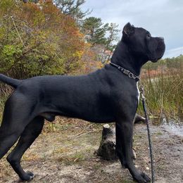 Cane Corso Puppies from JSM Corsos