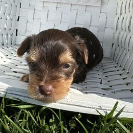 Girl 2 - Yorkshire Terrier puppy in Goode, Virginia from Glass Hill Yorkies