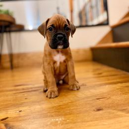 Pearl - Fawn female Boxer puppy in Upper Sandusky, Ohio from Rock Run Homestead
