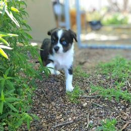 Sammy - Black tri male Toy Australian Shepherd puppy in Snowflake, Arizona from Halfpint Aussies