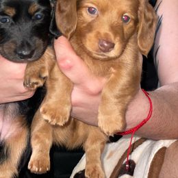 Dachshund All Grown Up from Briana's Dachshunds