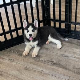 Onyx boy 3 - Black and white male Siberian Husky puppy in Ocala, Florida from Florida Husky Puppies