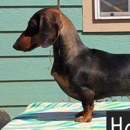 Dachshunds from RoseDox Dachshunds