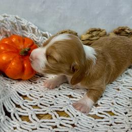 Boy 1 - Red male Dachshund puppy in Mesquite, Texas from AB Dachshund