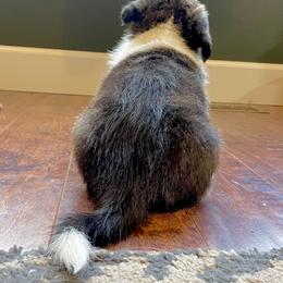 Cardigan Welsh Corgi Puppies from Kanicula Cardigan Welsh Corgis