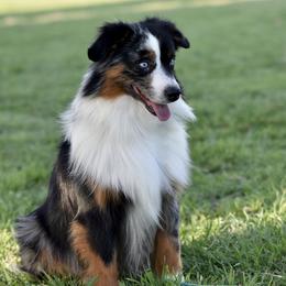 Whisky - Blue merle male Miniature Australian Shepherd puppy in Wichita Falls, Texas from Shooting Stars Ranch Toy and Mini Aussies