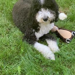 Sheepadoodle All Grown Up from Meadowbrook Sheepadoodle Co.