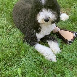 Sheepadoodle All Grown Up from Meadowbrook Sheepadoodle Co.