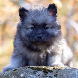Pomsky Puppies from New World Pomskies