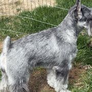 Standard Schnauzer puppies from Braveheart Standard Schnauzers