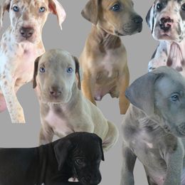 Great Dane puppies from Pilot Danes