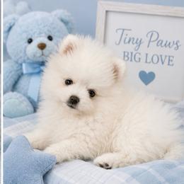 Highway - White male Pomeranian puppy in Interlachen, Florida from DK DARLINGS