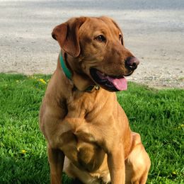 Labrador Retrievers from Top Shot Retrievers