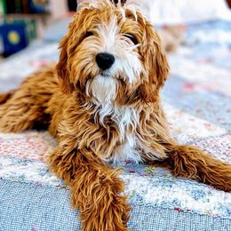 Harry - Goldendoodle