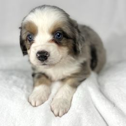 Chocolate chip - Blue merle male Miniature Australian Shepherd puppy in Bedias, Texas from JSK Aussie and Cavaliers