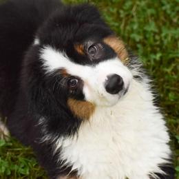 Puddles - Black tri-color female Australian Shepherd puppy in Easton, Missouri from MMA Kennel