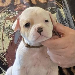Heath - White and tan male American Bulldog puppy in Three Rivers, Michigan from Jemms Kennels